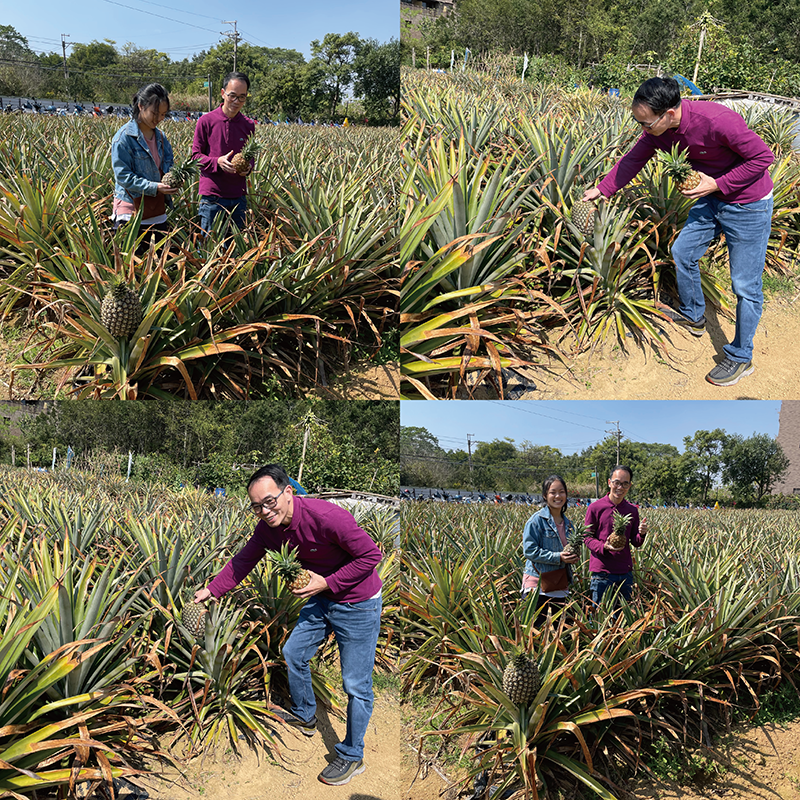 『研發日常』臺灣鳳梨~鄧爸來了~~~